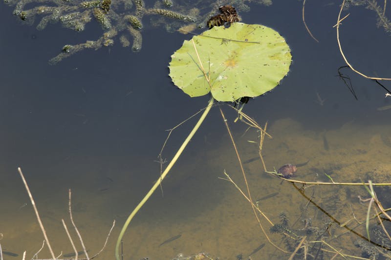 SunPeak installer at work